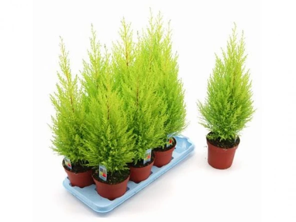 Limon Servi Çamı 1 Adet Saksılı 30-60 Cm ürün görseli 1