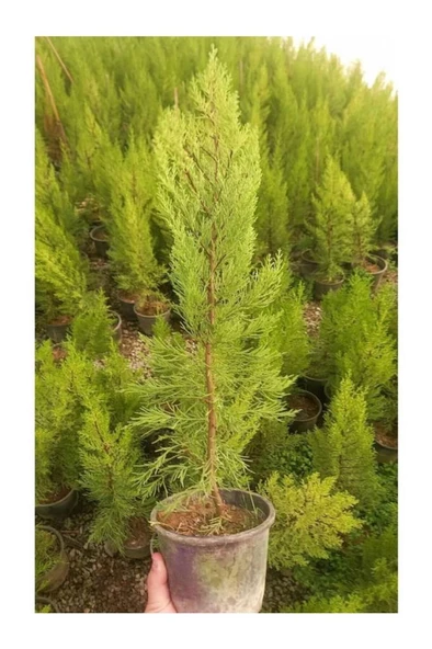Limon Servi Çamı Saksılı 30-60 Cm - Resim 3