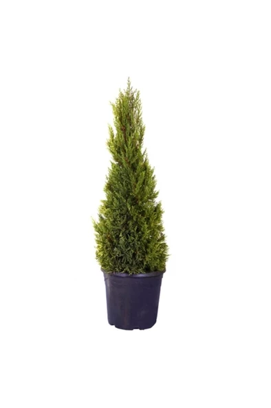 Limon Servi Çamı Saksılı 30-60 Cm - Resim 2
