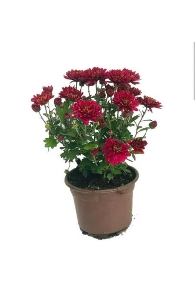 Kırmızı Kasımpatı Çiçeği Fidanı 10-20 cm ürün görseli 1