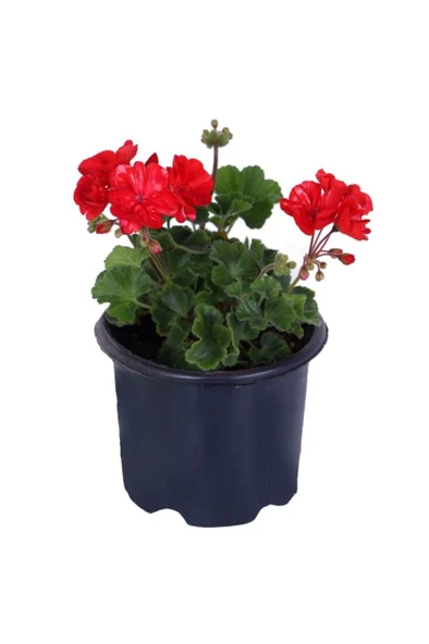 Alev Kırmızı Renk 10-20 cm Sardunya Çiçeği Saksı'da Pelargonium ürün görseli 1