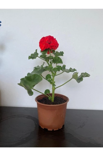 Kırmızı Sardunya Çiçeği Fidesi 10-20 cm ürün görseli 1