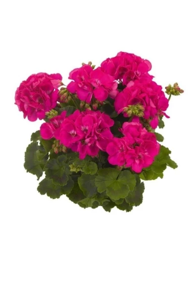 Koyu Pembe Sardunya Fidesi 10-20 cm ürün görseli 1