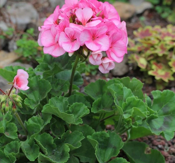 Pink Pembe Sardunya Çiçeği Fidesi 10-20 cm ürün görseli 1