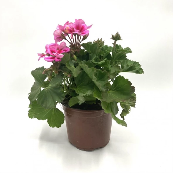 Ultra Pembe Beyaz Sardunya Çiçeği Fidesi 10-20 cm ürün görseli 1