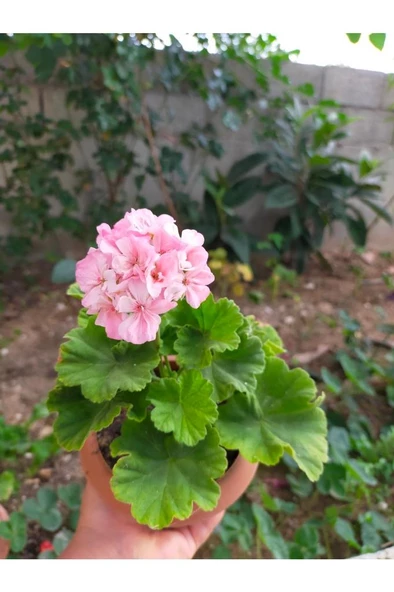 Toz Pembe Sardunya Çiçeği Fidesi 10-20 cm ürün görseli 1