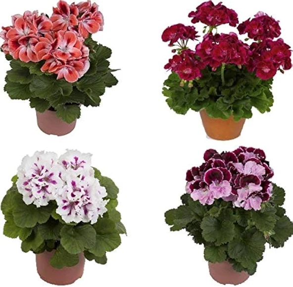 Sardunya Çiçeği Fidesi Fidanı 10-20 cm 3 Adet ürün görseli 1