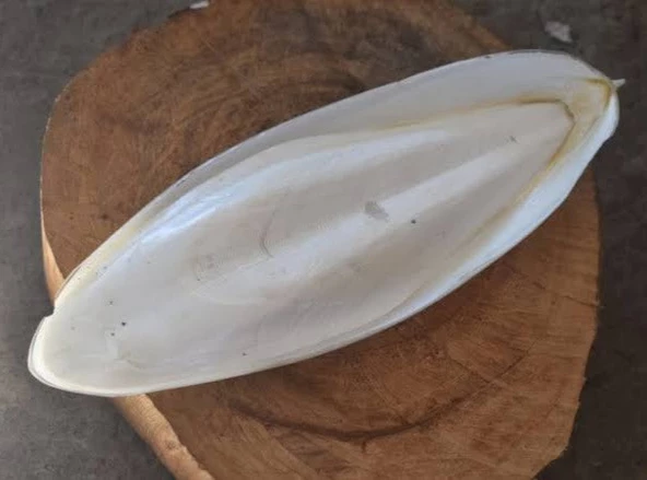 Kalamar kemiği 25 cm dev boy ürün görseli 1