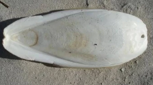 Kalamar kemiği 25 cm dev boy - Resim 2