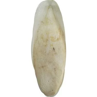 Kalamar kemiği 15-20 cm ürün görseli 1