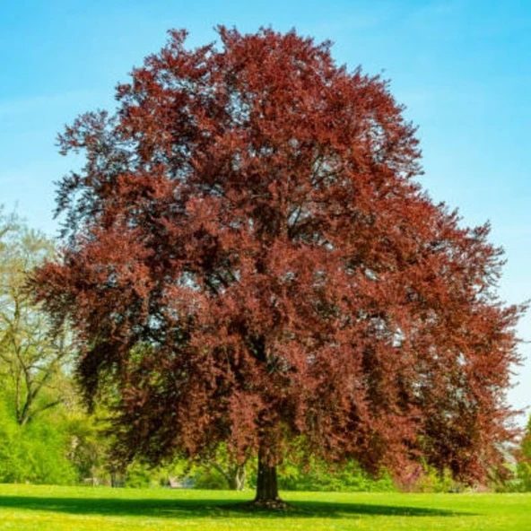 Kan Kayını Fagus Kış Şartlarına Dayanıklı Dayanıklı Kırmızı Yapraklı Kayın Ağacı Fidanı ürün görseli 1