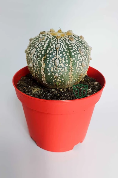 Astrophytum Asterias Super Kabuto koleksiyon kaktüs 8.5 cm kırmızı saksida ürün görseli 1