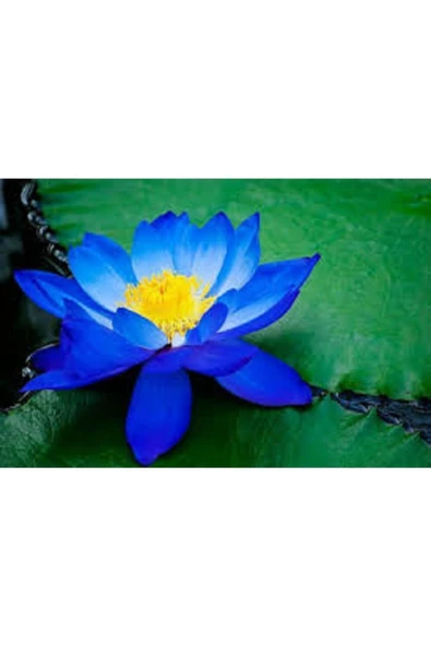 Mavi Lotus Çiçeği Tohum Nilüfer Çiçeği Tohumu Mavi Lotus Tohumu 4 Adet Tohum ürün görseli 1