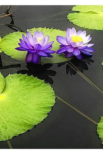 10 Adet Tohum Mor Lotus Çiçeği Tohumu ürün görseli 1