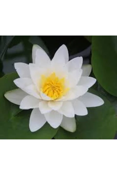 1 Adet Tohum Nadir Bulunan Beyaz Lotus Su Çiçeği Tohumu Organik Nilüfer Çiçeği Tohumu Hediye Tohumlu ürün görseli 1