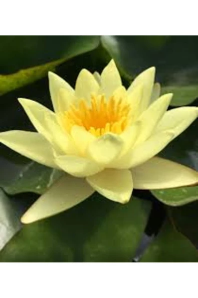 5 Adet Tohum Organik Lotus Sarı Su Çiçeği Tohumu Organik Nilüfer Çiçeği Tohumu Hediye Tohumlu ürün görseli 1