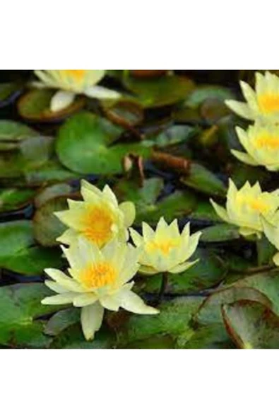 1 Adet Tohum Nadir Sarı Lotus Çiçeği Tohumu Nadir Bulunan Su Çiçeği Nilüfer Çiçek Hediye Tohum ürün görseli 1