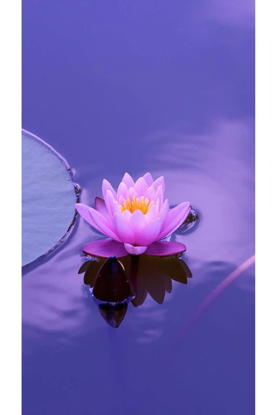 1 Adet Tohum Nadir Mor Lotus Çiçeği Tohumu Organik Nilüfer Mor Su Çiçeği Tohumu ürün görseli 1