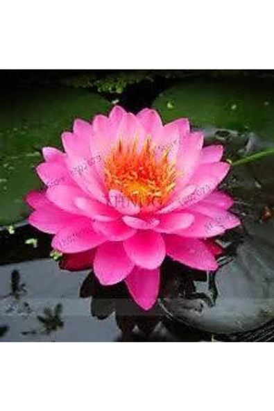 1 Adet Tohum Nadir Bulunan Pembe Lotus Çiçeği Tohumu Lotus Su Çiçeği Tohumu Nilüfer Çiçeği Tohumu ürün görseli 1
