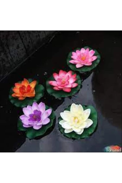 5 Adet Tohum Nadir Karışık Lotus Çiçeği Tohumu Nilüfer Çiçek Tohumu Kaliteli Hasat Taze Tohum ürün görseli 1