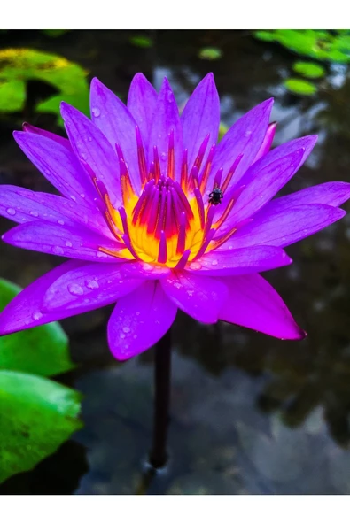 10 Adet Tohum Nadir Mor Lotus Çiçeği Tohumu Tropikal İthal Mor Lotus Çiçeği Tohumu ürün görseli 1