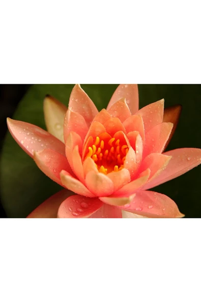 Turuncu Lotus Çiçeği Tohum Nilüfer Çiçeği Tohumu Turuncu Lotus Tohumu 3 Tohum ürün görseli 1