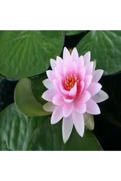 5 Adet Tohum Nadir Bulunan Pembe Lotus Çiçeği Tohumu Lotus Su Çiçeği Tohumu Nilüfer Çiçeği Tohumu ürün görseli 1