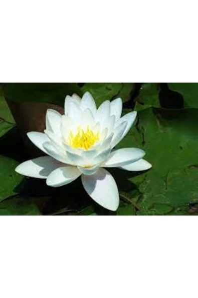3 Adet Tohum Yeni Hasat Beyaz Lotus Su Çiçeği Nilüfer Çiçeği Tohumu Hediye Tohumla ürün görseli 1
