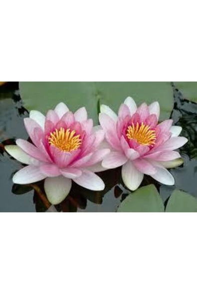 5 Adet Tohum Organik Hobi Bahçe Pembe Lotus Su Çiçeği Tohumu Kaliteli İthal Tohum ürün görseli 1