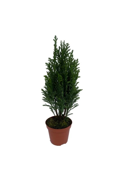 Ofis Salon Çamı Mavi Elwoodi 40-60 cm ürün görseli 1