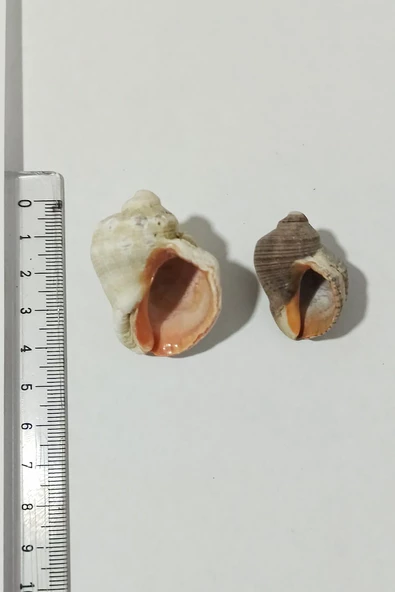 Kuzeylina Deniz Kabuğu Gongaz Süs Dekoratif Akvaryum Süsleme 2-4 cm 5 adet ürün görseli 1