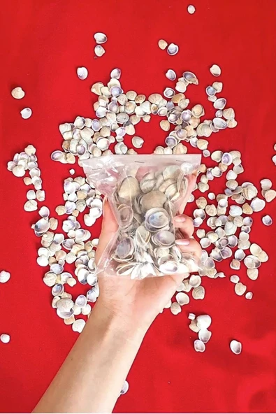 Kuzeylina Küçük Deniz Kabuğu (100 gr) - Süs - Dekoratif - Hobi - Akvaryum Süsleme ürün görseli 1