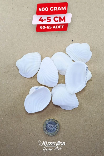 Kuzeylina Doğal Deniz Kabuğu 500 Gram Büyük Boy 4-5 cm ürün görseli 1