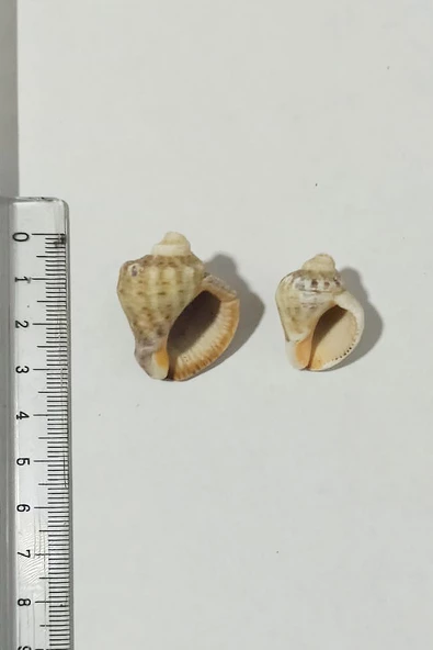 Kuzeylina Deniz Kabuğu Gongaz Süs Dekoratif Akvaryum Süsleme 1,5-3 cm 10 Adet ürün görseli 1
