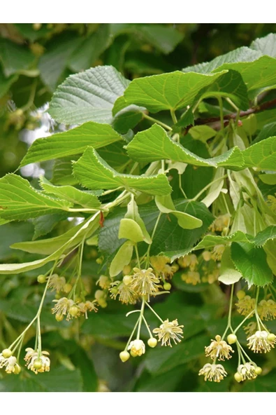 Kuzeylina Ihlamur 50 g - Resim 2