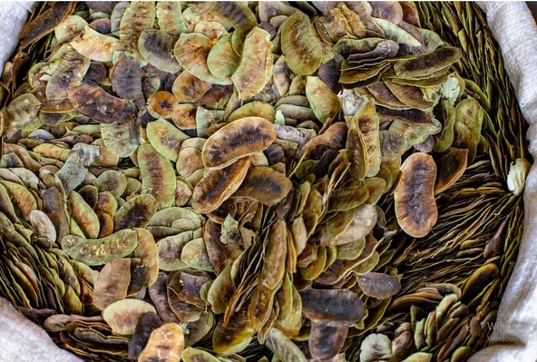 AÇLIK OTU 100 GR ( erkek sinameki doğal kurutulmuş yeni mahsül taze ürün ) ürün görseli 1