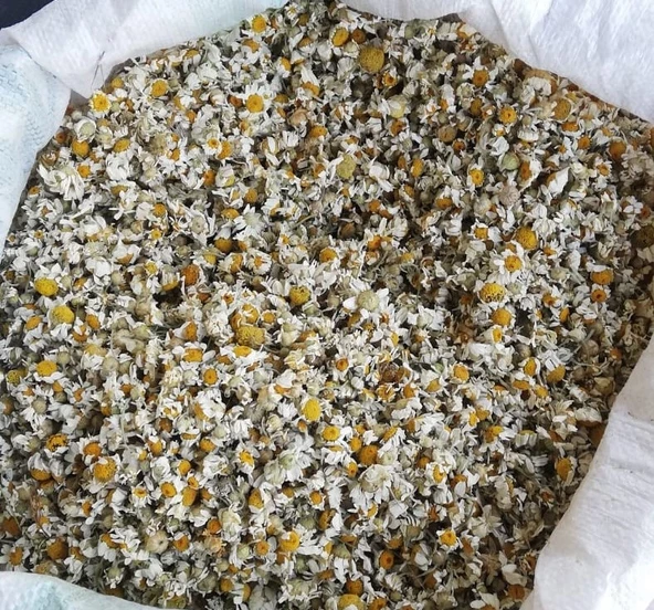 PAPATYA KURUSU 300 GR ( doğal kurutulmuş yeni mahsül taze ürün ) ürün görseli 1
