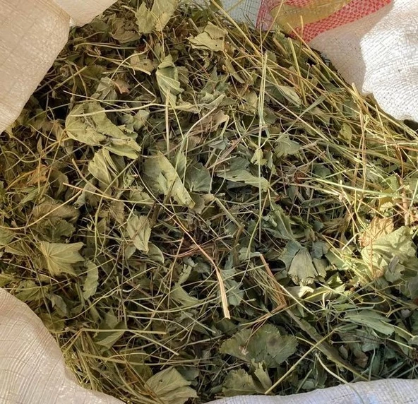 Aslan Pençesi 300 gr ORGANİK ( Testere Dişli, Yeni Mahsül, Doğal Kurutulmuş ) ürün görseli 1