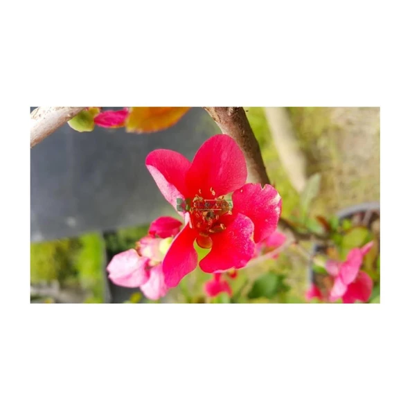 Chaenomeles Japon Ayvası Bahar Dalı Fidanı 30-50 cm ürün görseli 1