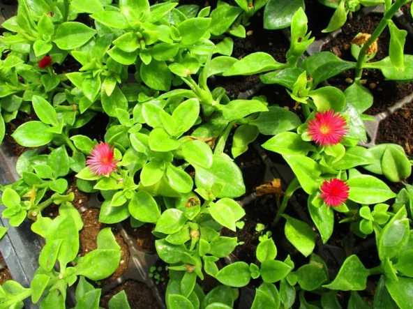 Aptenia Cordifolia Buz Çiçeği Fidanı 10-20 cm ürün görseli 1