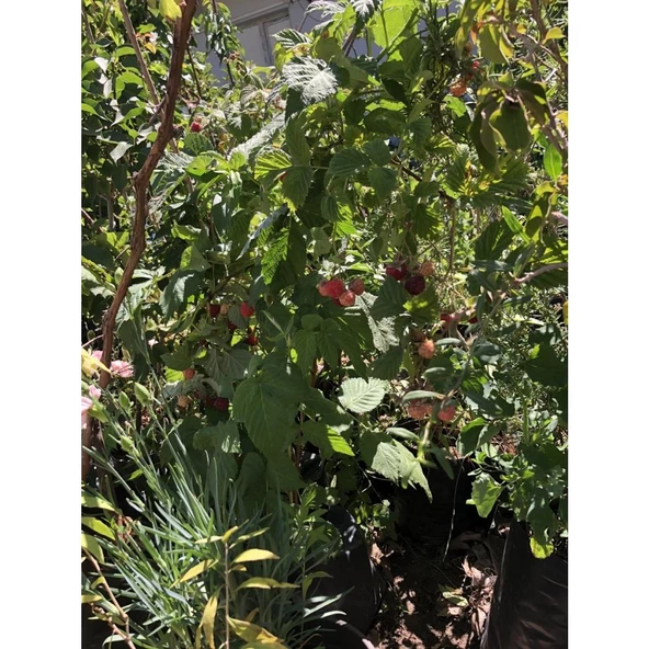 Ahududu Fidanı 40-80 cm - Resim 2