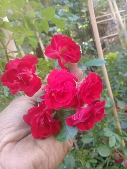 Afife Kırmızı Sarmaşık Kokulu Yediveren Gül Fidanı 10-20 cm ürün görseli 1