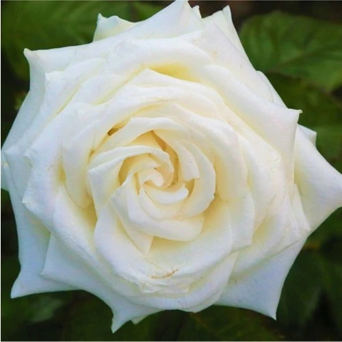 Bembeyaz Saksılı Beyaz Gül Fidanı 15-25 cm ürün görseli 1