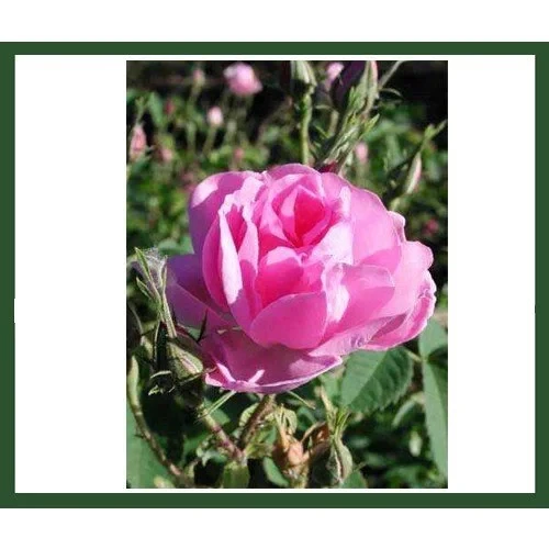 Gülpembe Kokulu Gül Fidanı Saksılı 10-30 cm ürün görseli 1