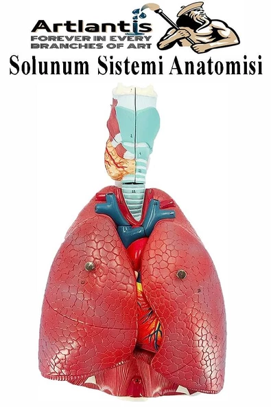 Solunum Sistemi Modeli 1 Adet 38x25 cm Akciğer Maketi Larinks ve Tiroid Modeli Anatomik Deney Bilim Tıbbi Model ürün görseli 1