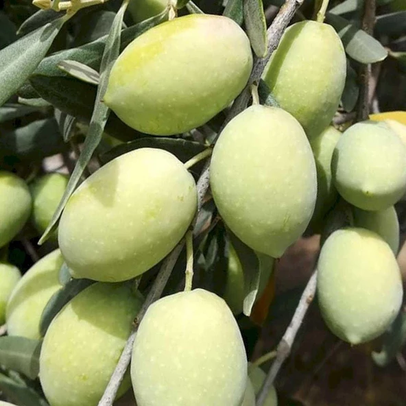 Sofralık ve Sıkımlık Tüplü Memeli Sivri Zeytin Fidanı ürün görseli 1