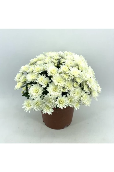 Kasımpatı Krizantem Chrysanthemum Beyaz - Resim 3