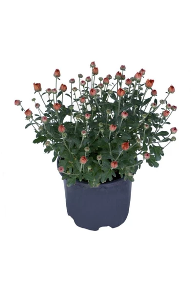 Kasımpatı Saksı’da (chrysanthemum) Turuncu Renk 10-20 cm ürün görseli 1