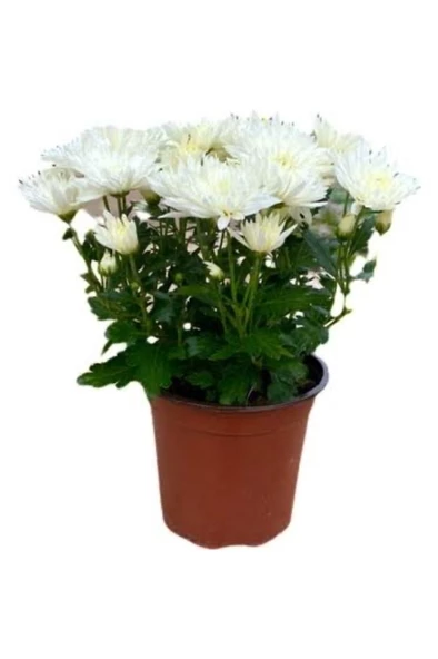 Beyaz Kasımpatı Krizantem Chrysanthemum Saksılı 10-20 cm ürün görseli 1