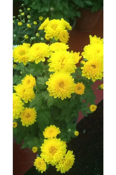 Sarı Kasımpatı Krizantem Chrysanthemum Çiçeği 10-20 cm ürün görseli 1